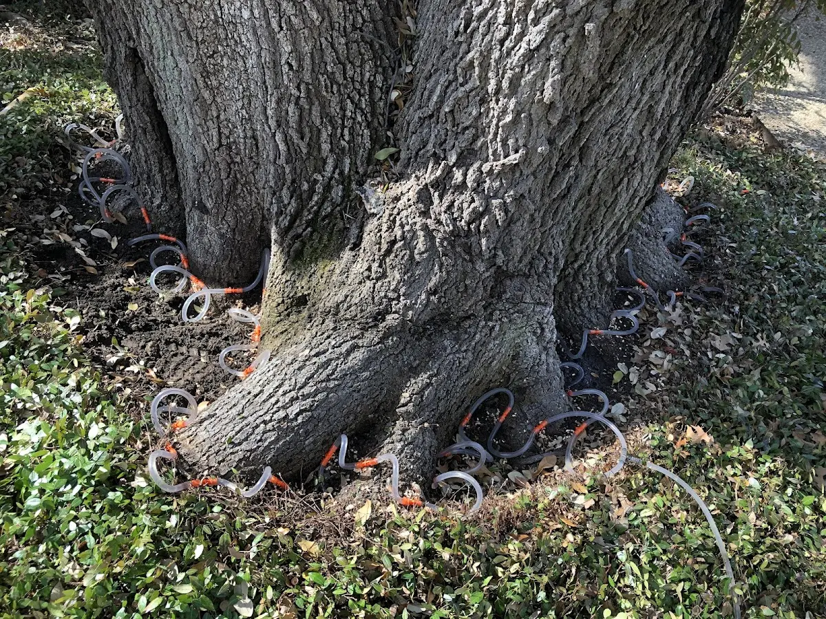 Detailed Tree Cabling and Bracing job site in Harveysburg
