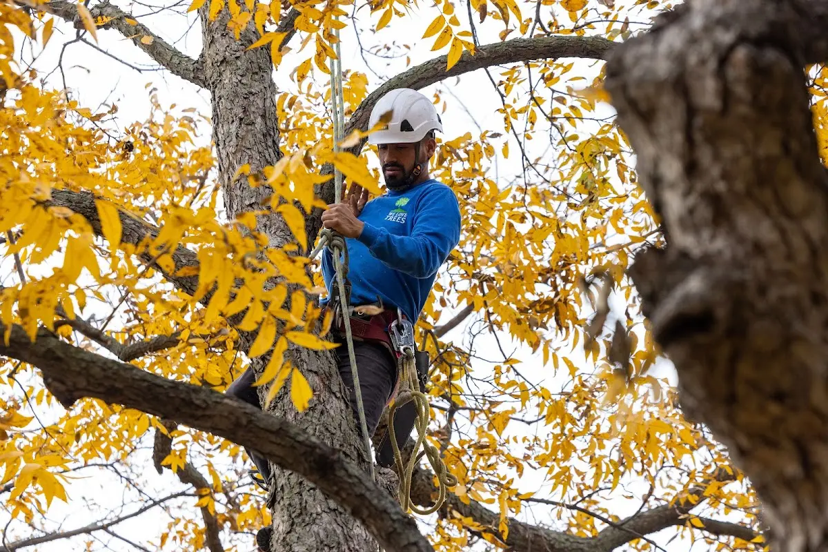 Skilled Tree Pruning crew working in Harveysburg
